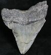 Serrated Megalodon Tooth - South Carolina #27746-1
